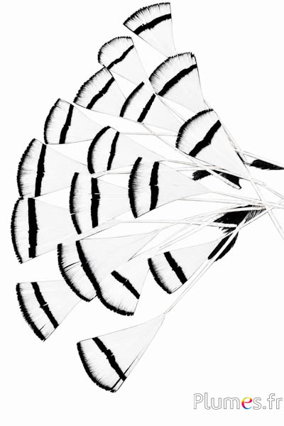 Verenblaadjes - 6-8 x 2-4 cm - wit-zwart natuurlijk